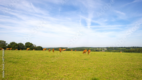 Cattle grazing in a meadow in summer