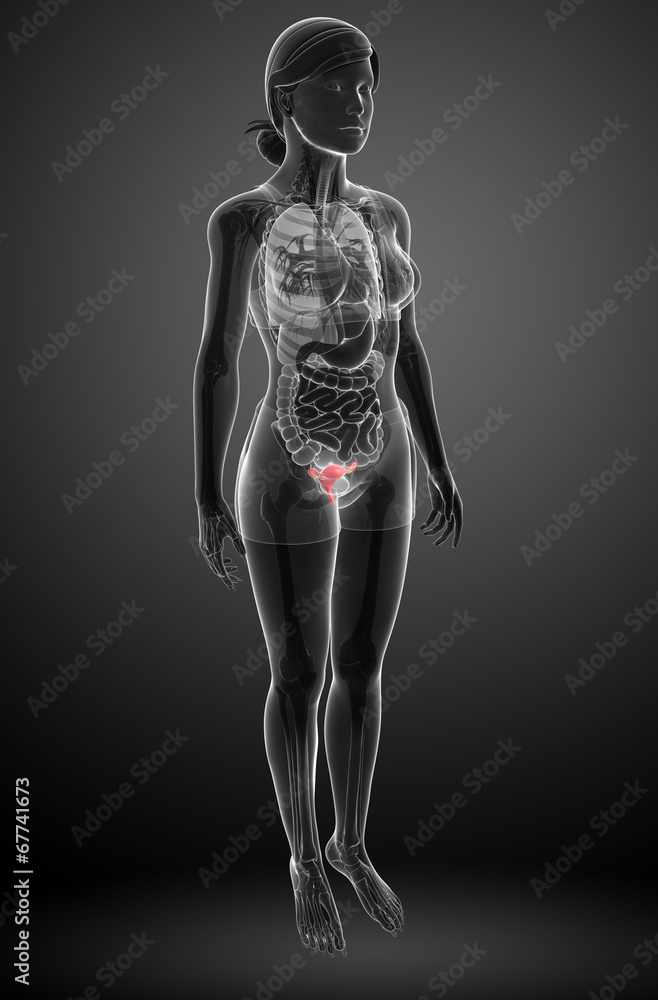 UTERUS HUMAN ANATOMY IMAGE FUNCTION DISEASES AND TREATMENTS visual data 3
