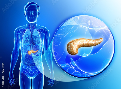 Male pancreas anatomy photo