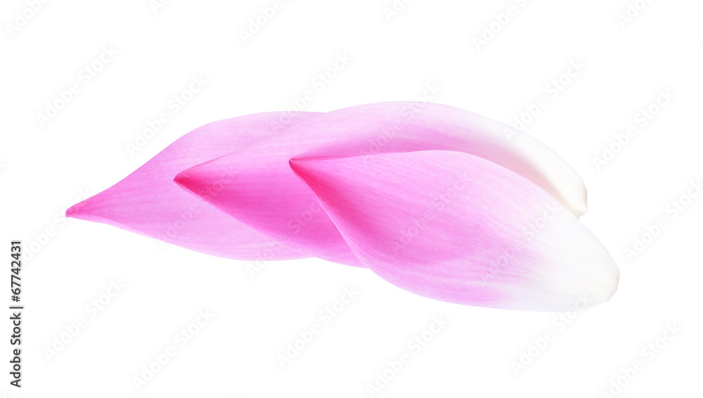 A petal lotus isolated white