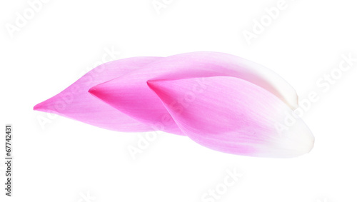 A petal lotus isolated white
