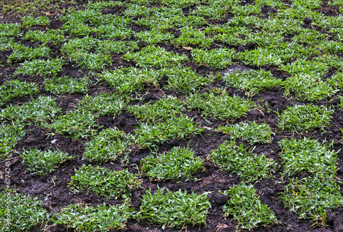 Tropical carpet grass on the ground photo