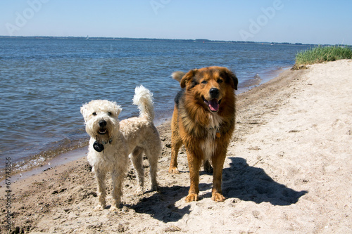 Fototapeta Naklejka Na Ścianę i Meble -  Zwei Hunde genießen Sommertag am Strand