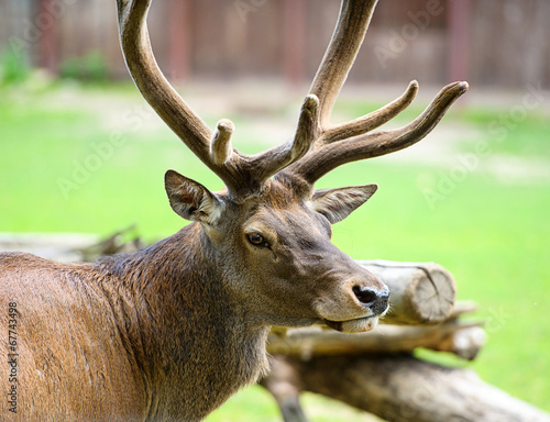 Deer