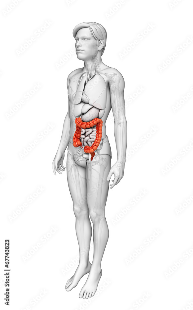 Male large intestine anatomy