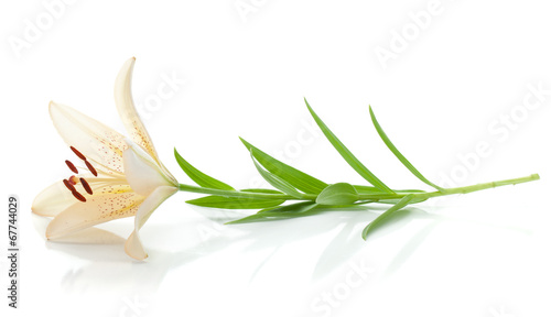 Fototapeta Naklejka Na Ścianę i Meble -  White lily