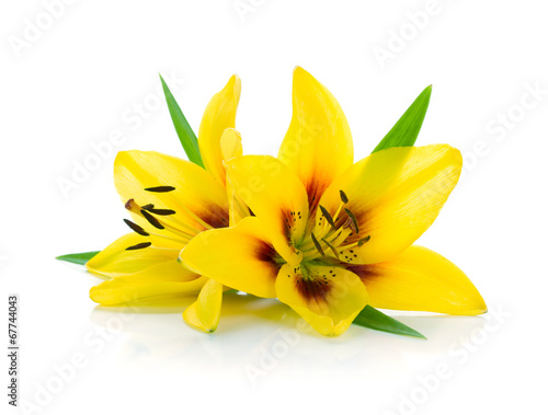Fototapeta Naklejka Na Ścianę i Meble -  Two yellow lily