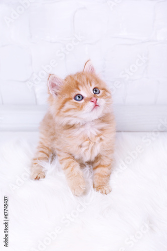 Cute little red kitten