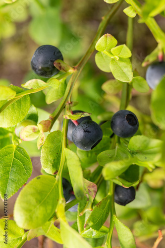 ripe blueberries