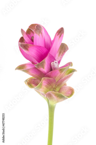 Siam tulip or Curcuma flower in Thailand © nungning20