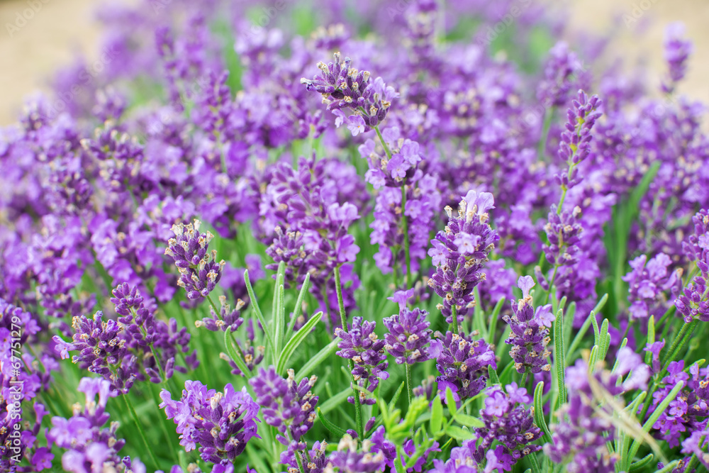 Lavender flowers