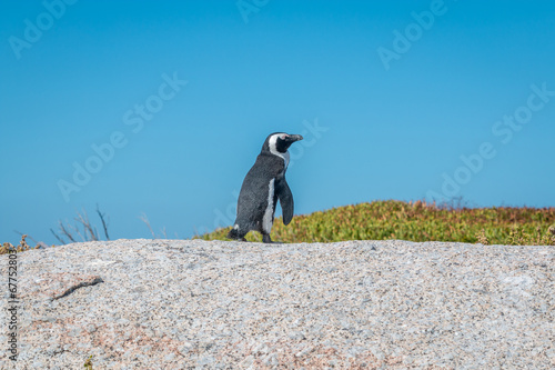 Lonely Penguin in Cape town South Africa