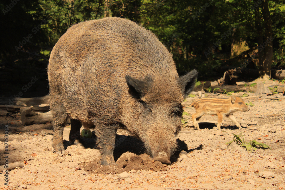 Fototapeta premium wildschwein