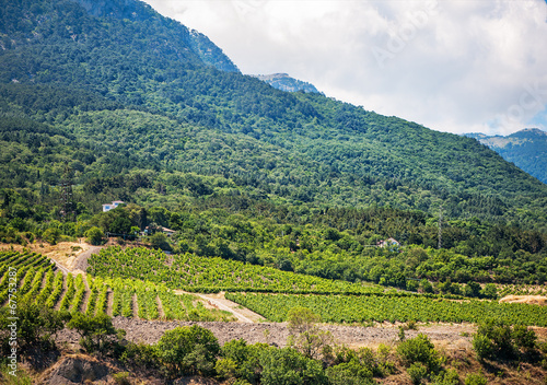 vineyards on slopes of Crimean mountains photo