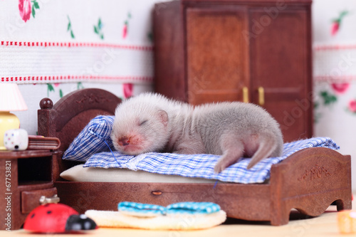 Ferret baby in doll house photo