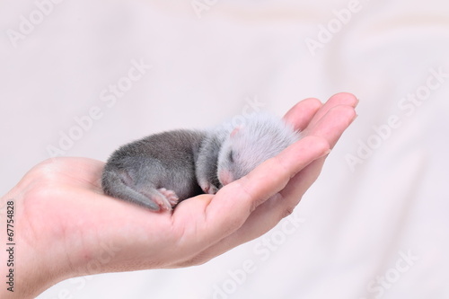 Ferret baby in human hands