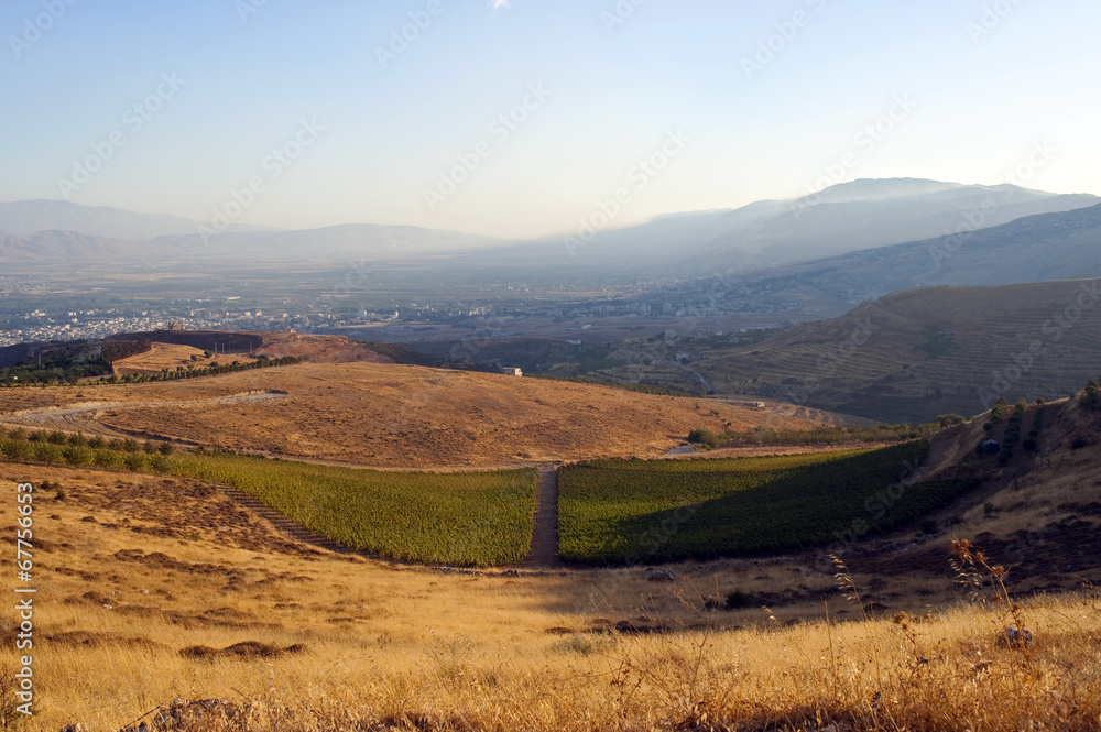 Naklejka premium Weinbau Libanon