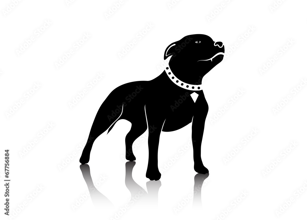 drawing of a dog of fighting breed