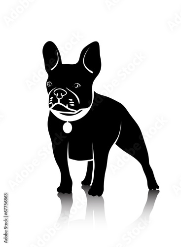drawing of a dog of fighting breed