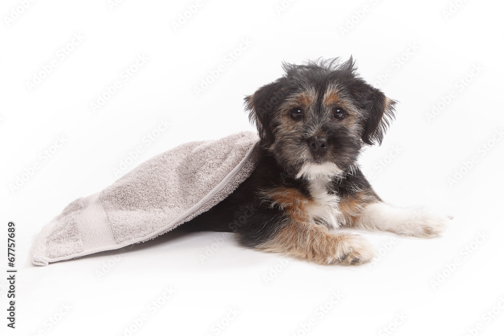 Young Terrier Mix on a blanket