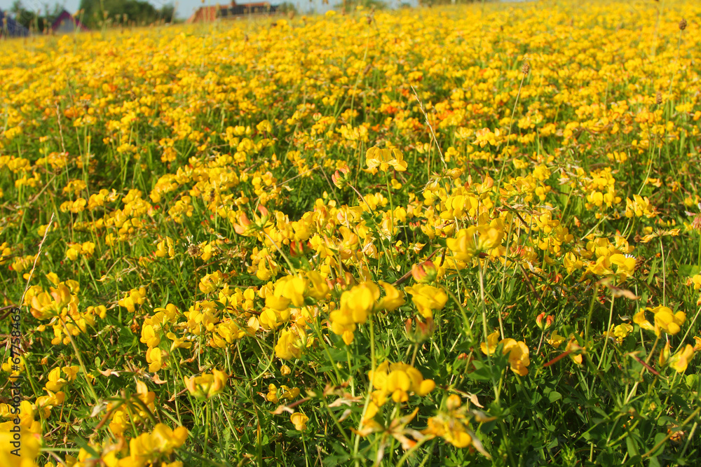 The field with a lot of yellow flowers The field with a lot of yellow flowers
