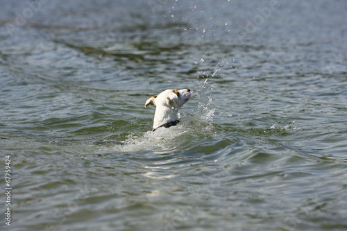 The Dog in the Water