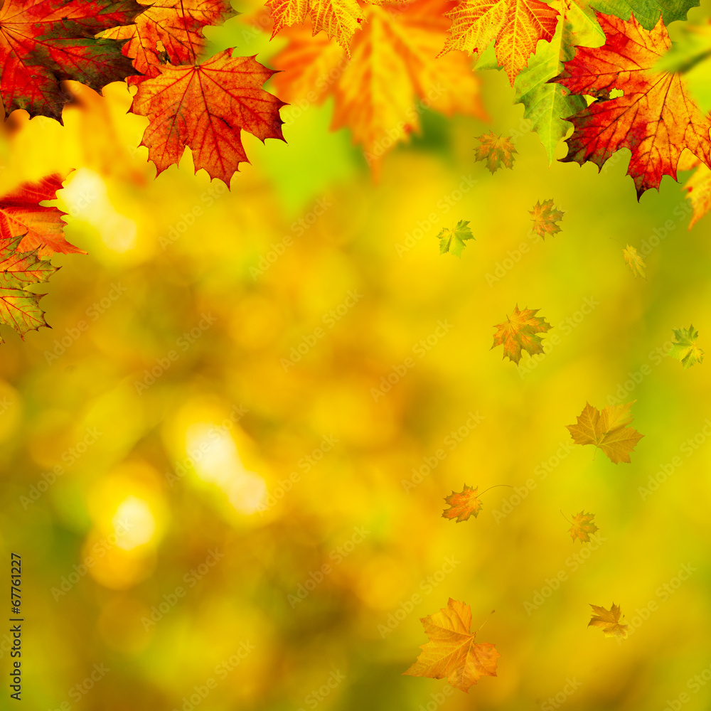 Abstract autumnal backgrounds with beauty bokeh and maple foliag Abstract autumnal backgrounds with beauty bokeh and maple foliag