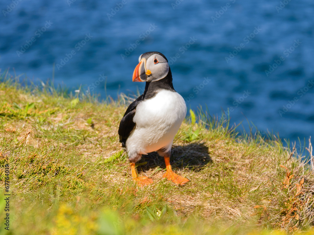 Atlantic puffin