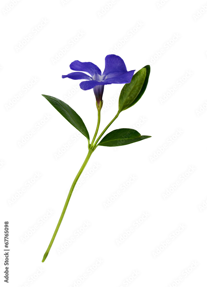 Obraz premium Periwinkle flower