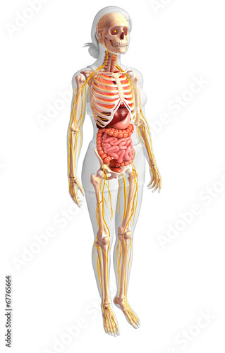 Female skeleton and digestive system