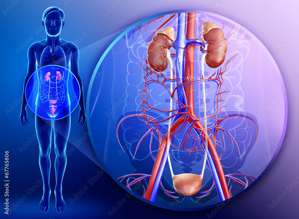 Illustration of male kidney anatomy Illustration of male kidney anatomy