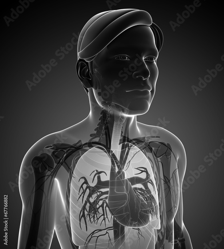 Male x-ray respiratory ststem artwork photo