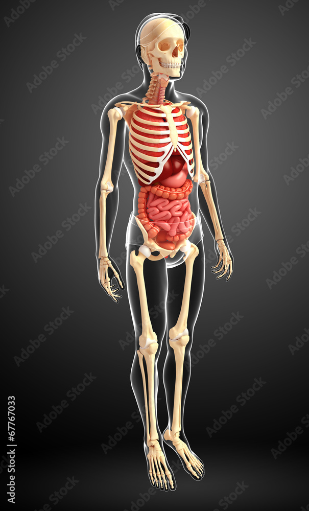 Male skeleton and digestive system Male skeleton and digestive system
