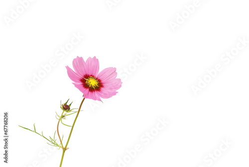 Cosmea