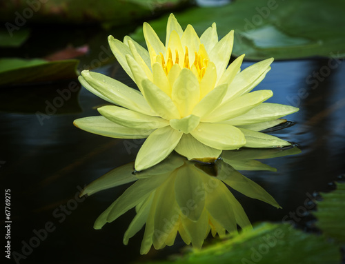 Fototapeta Naklejka Na Ścianę i Meble -  Yellow lotus