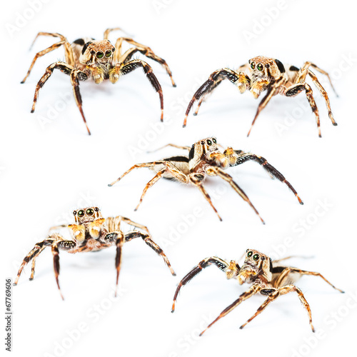 Jumping spider Male Plexippus petersi on white background