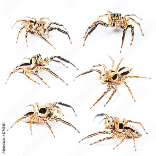 Jumping spider Male Plexippus petersi on white background