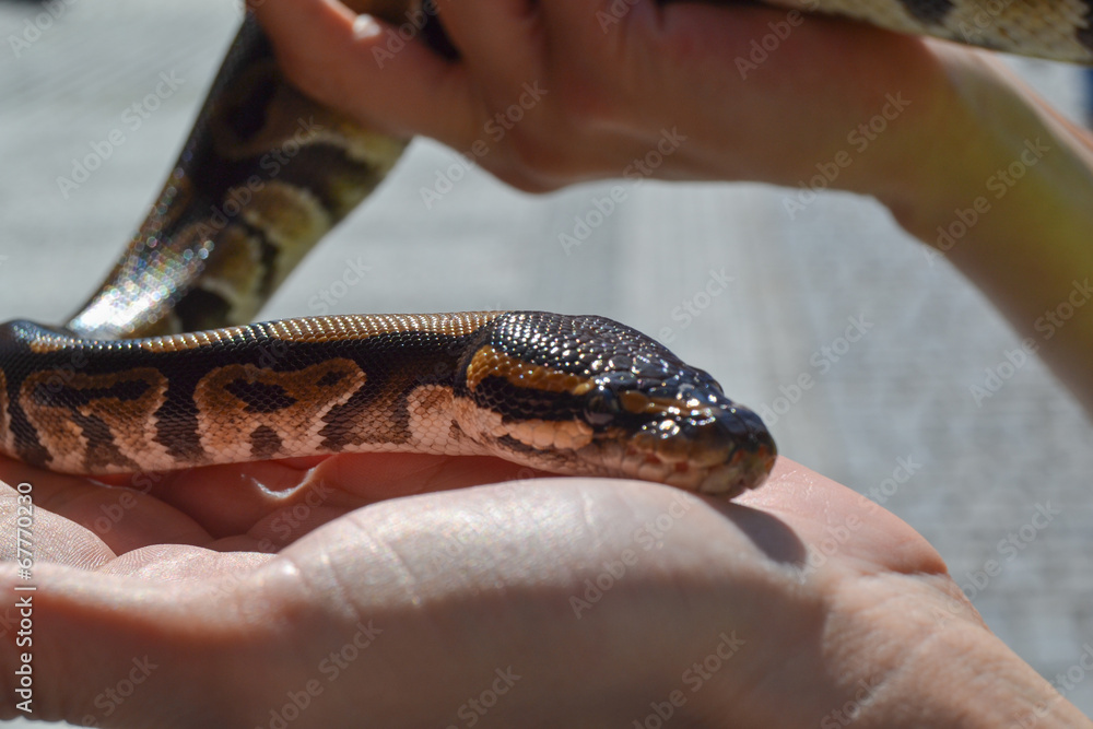 Fototapeta premium serpente