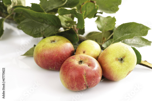 Bio Äpfel