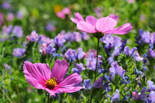 Gartenblumen mit Cosmea und Natterkopf