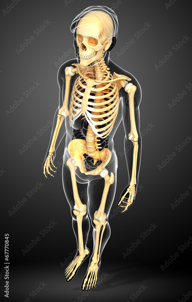 Male skeleton side view