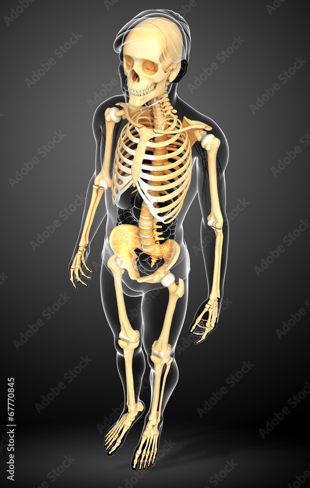 Male skeleton side view Male skeleton side view