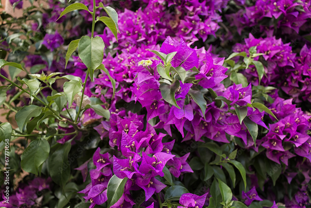 Bougainvillea glabra Bougainvillea glabra