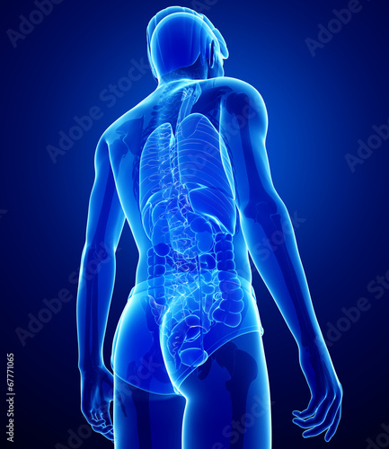 xray digestive system of male body