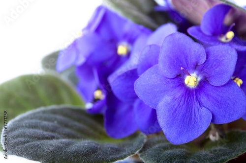 Purple blue african violet isolated on white