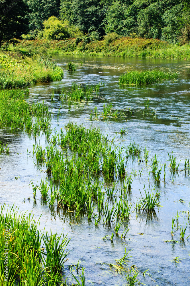 Obraz premium algae in river