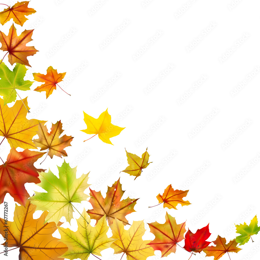 Obraz premium Maple autumn falling leaves, vector illustration.
