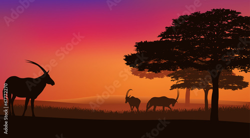 african savannah