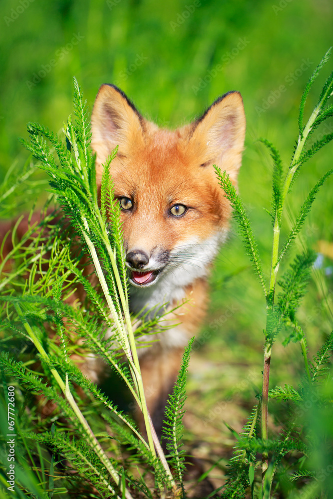 Fototapeta premium red fox pup