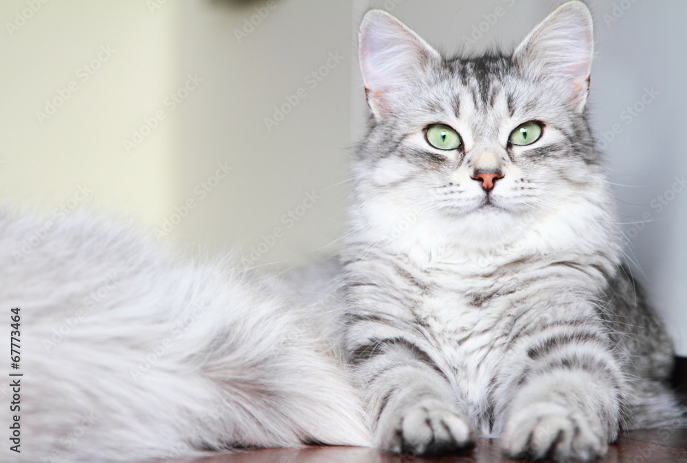 siberian cat, female silver type